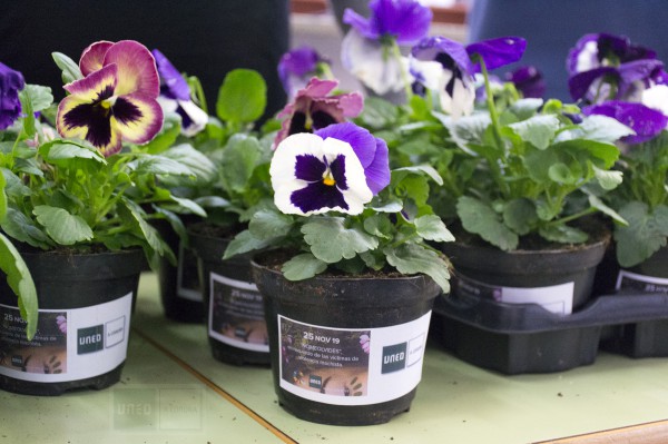 Los nomeolvides inundaron el Centro UNED de A Coruña el 25N